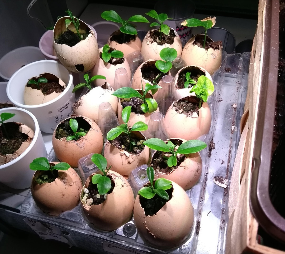 orange seedlings in eggshells germinating