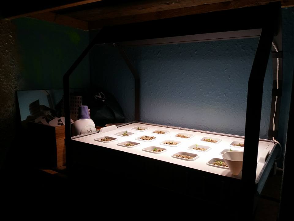 Day 5, stage 2, seedlings in the larger cultivation unit under the light