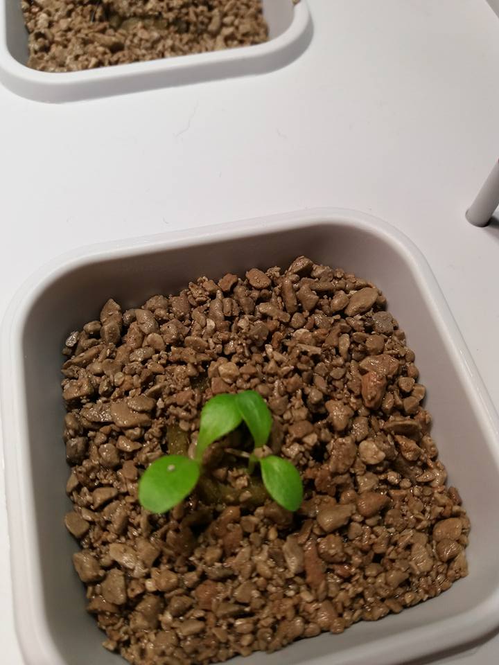 Seedling at stage 2, day 5