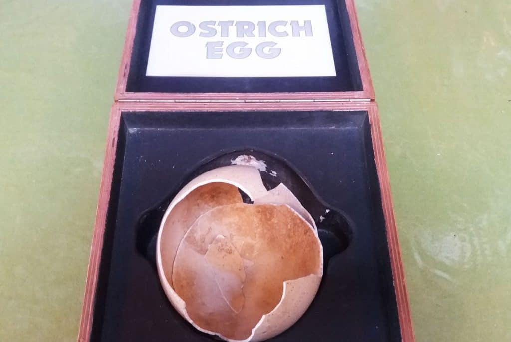 broken ostrich egg