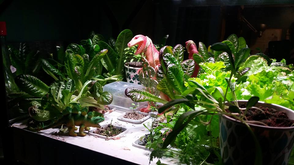 hydroponics jurassic