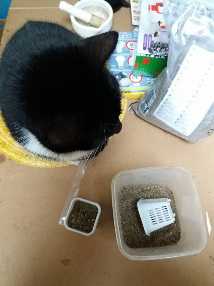 Scumspawn thinks that everything is cat food